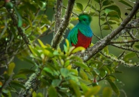 Kvesal chocholaty - Pharomachrus mocinno - Quetzal 7842